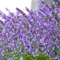 Nepeta Faassenii Junior Walker Perennial Plant 2L Pot - Set of 3
