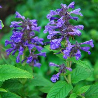Nepeta Neptune 2L Perennial Plant - Set of 3