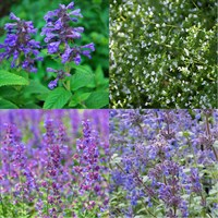 Nepeta Perennial Set - Mixed Colours - 3 x 2L Pots