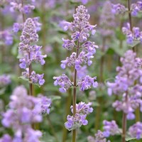 Nepeta Summer Magic Perennial Plant 9cm Pot - Set of 3