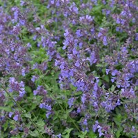 Nepeta Walkers Low Perennial Plant 9cm Pot - Set of 3