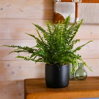 Nephrolepis Fern Green Lady Houseplant