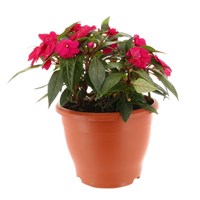 New Guinea Hybrid Dark Pink 6.5L Pot Bedding 