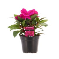 New Guinea Hybrid Impatiens Lilac 13cm Pot Bedding