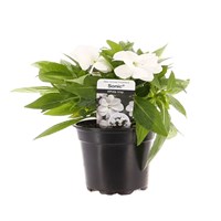 New Guinea Hybrid Impatiens White 13cm Pot Bedding