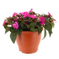 New Guinea Hybrid Pink 6.5L Pot Bedding 