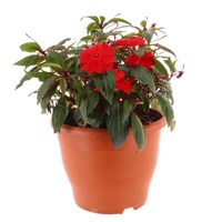 New Guinea Hybrid Red 6.5L Pot Bedding 