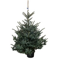 Potted Blue Spruce Christmas Tree, 3 – 4ft (100cm – 125cm)