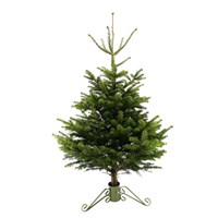 Nordmann Fir 4-5ft (125-150cm) Real Cut Christmas Tree