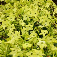 Nicotiana Lime 6 Pack Boxed Bedding