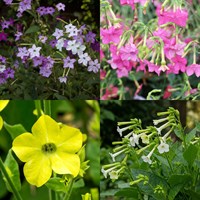 Nicotiana Perennial Set - Mixed Colours - 6 x 9cm Pots