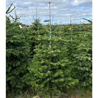 Nordmann Fir Slimline 5.5-7ft (165-210cm) Real Cut Christmas Tree