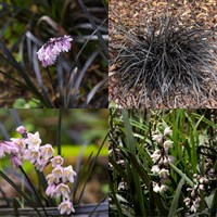 Ophiopogon Perennial Set - Mixed Colours - 3 x 2L Pots
