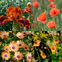 Orange Perennial Set - Mixed Varieties - 3 x 2L