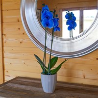 Orchid Blue Houseplant - 12cm Pot