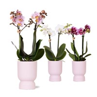 Orchid in Pink Ceramic 9cm Pot