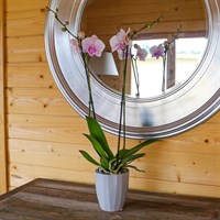 Orchid Pink Houseplant - 12cm Pot