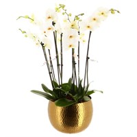 Orchid Planter in Gold Pot - Large 