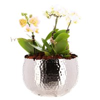 Orchid Planter in Silver Pot - Small
