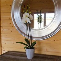 Orchid White Houseplant - 12cm Pot