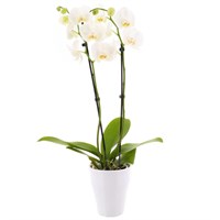 Orchid (White) Houseplant in White Ceramic Pot
