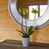 Orchid Yellow Houseplant - 12cm Pot