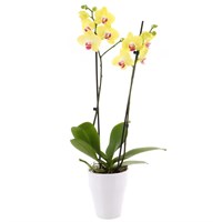 Orchid (Yellow) Houseplant in White Ceramic Pot