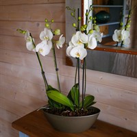 Orchids In Gold Orchid Boat Houseplant