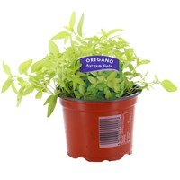 Oregano Aureum Gold 10.5cm Pot Bedding