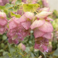 Origanum Kent Beauty Perennial Plant 9cm Pot - Set of 3