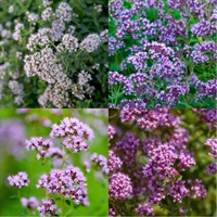 Origanum Perennial Set - Mixed Colours - 5 x 9cm Pots