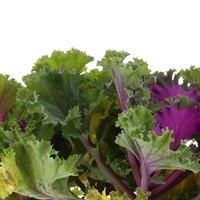 Ornamental Brassica 6 Pack Boxed Bedding