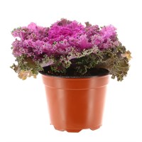 Ornamental Kale Red 13cm Pot Bedding 