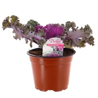 Ornamental Kale Rose 13cm Pot Bedding