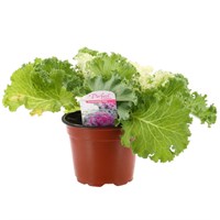 Ornamental Kale White 13cm Pot Bedding