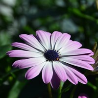 Osteospermum Cannington Roy Perennial Plant 9cm Pot - Set of 3