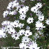 Osteospermum Ecklonis Compacta Perennial Plant 9cm Pot - Set of 3