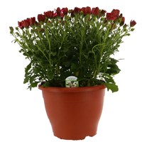 Osteospermum Hot Pink 6.5L Pot Bedding