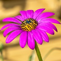 Osteospermum In The Pink Perennial Plant 2L Pot - Set of 3