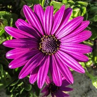 Osteospermum Natalie Perennial Plant in a 9cm Pot