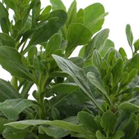 Osteospermum Passion Mixed 6 Pack Boxed Bedding