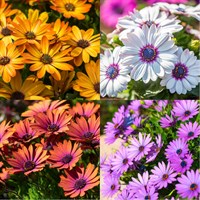 Osteospermum Perennial Set - Mixed Colours - 3 x 2L Pots