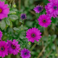 Osteospermum Tresco Purple Perennial Plant 2L Pot - Set of 3
