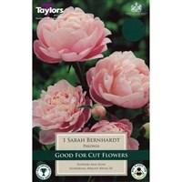 Taylors Bulbs Paeonia Sarah Bernhardt (Single Pack) (TS845)