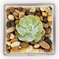 Panacea Mixed River Pebbles Pot Toppers 2.2Kg (77525)