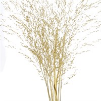 Panicum Grass Sprayed (x10 Individual Stems) - Gold