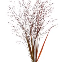 Panicum Grass Sprayed (x10 Individual Stems) - Red
