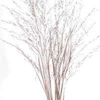 Panicum Grass Sprayed (x10 Individual Stems) - Rose Gold