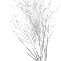 Panicum Grass Sprayed (x10 Individual Stems) - Silver