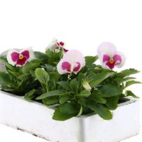 Pansy F1 Chiffon 6 Pack Boxed Bedding